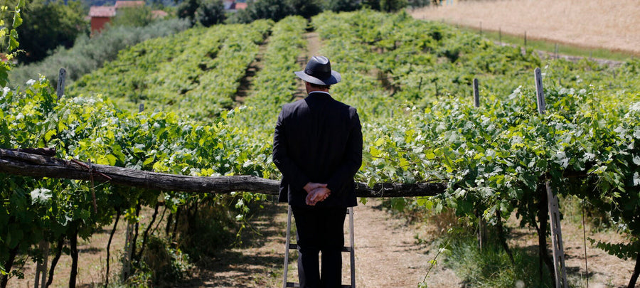 Tenuta L'Armonia - Degustazione con il Vignaiolo - Veneto