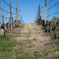 Pasqualetti Viticoltori - Degustazione 3 vini