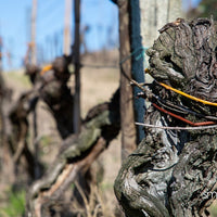 Pasqualetti Viticoltori - Degustazione 3 vini