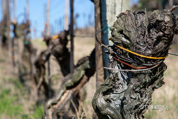 Pasqualetti Viticoltori - Degustazione 5 vini