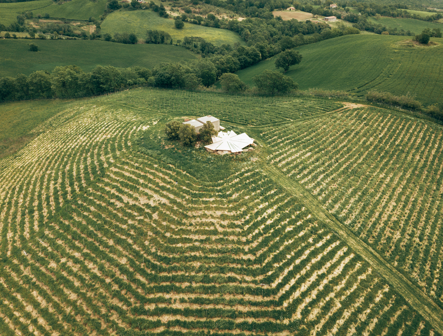 Fattoria La Maliosa - Picnic in vigna sotto la Grande Quercia - WINERIES