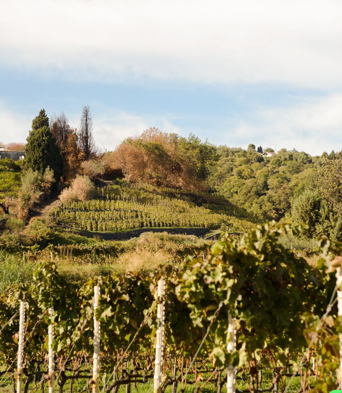 La Contea - Degustazione 3 vini "Vette Vulcaniche"