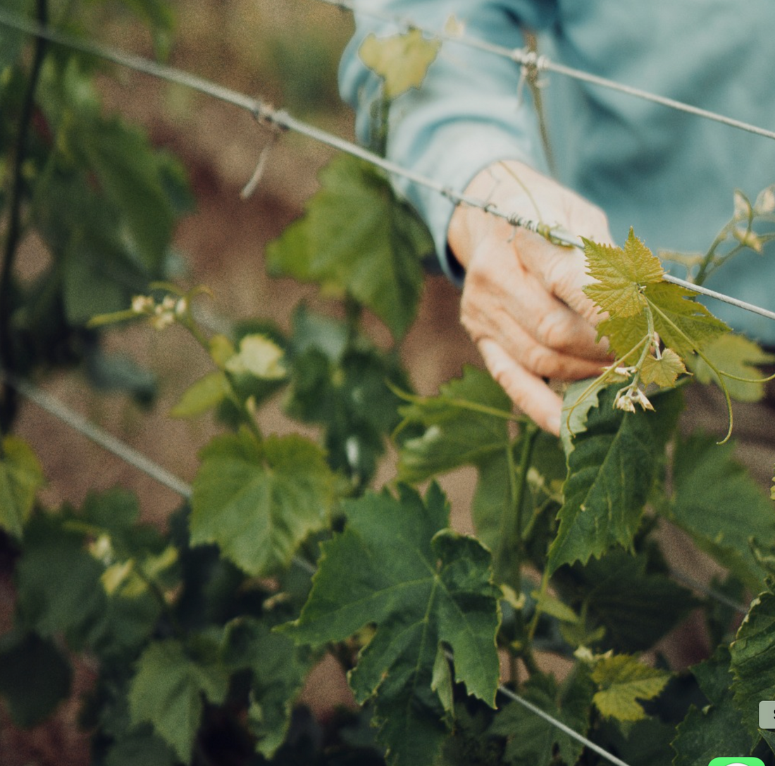 La Contea - Degustazione Premium "Le Bollicine della contea"