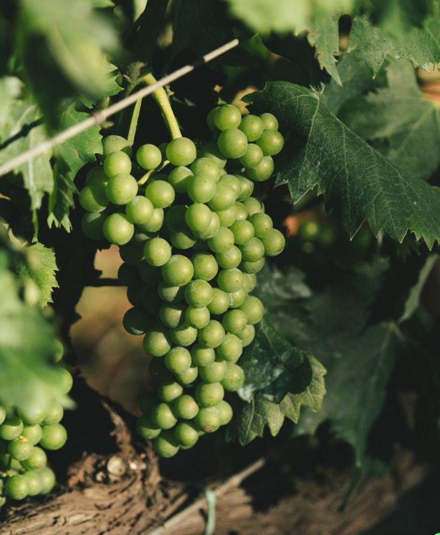 La Contea - Degustazione Premium "Le Bollicine della contea"