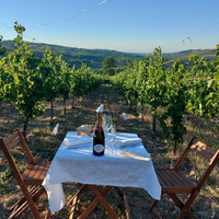 Calatroni wines - escursione in bici, pic nic e degustazione