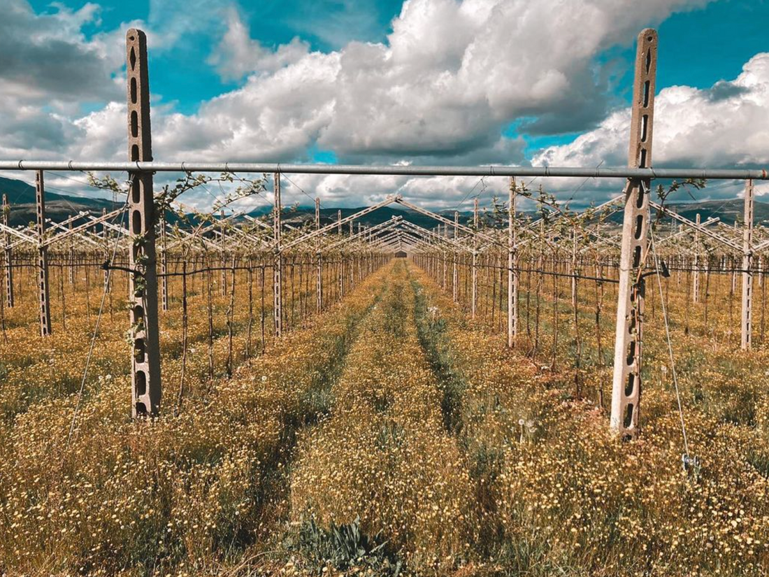 Az. Agricola Gianluca Fugolo - Degustazione "Viaggio in Valpolicella"