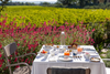 Fattoria Svetoni - Passeggiata nei Vigneti e PIC NIC