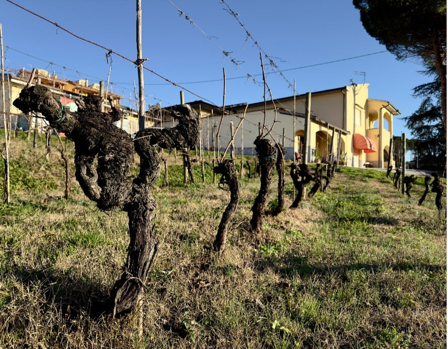 Pasqualetti Viticoltori - Degustazione 3 vini