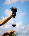 Tenuta San Marcello - “Visita Libera con il Vignaiolo”