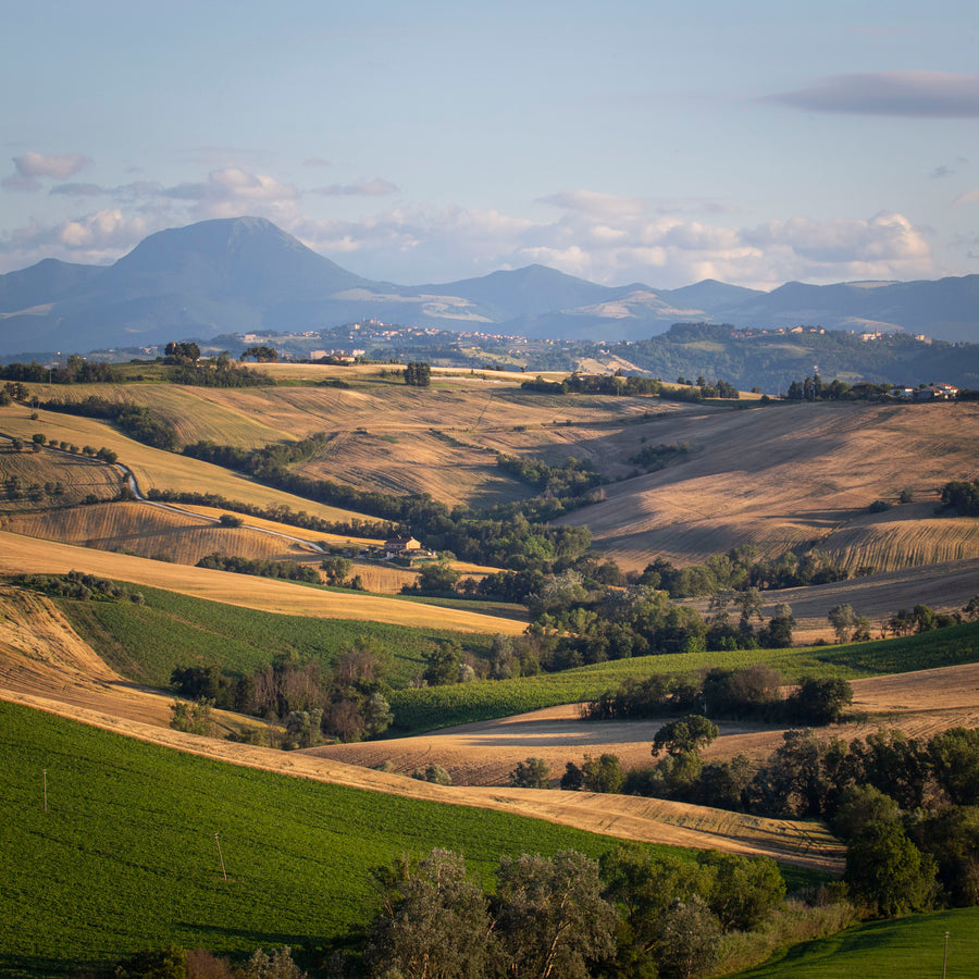 Tenuta San Marcello - “Ancora tanta voglia di conoscere” - WINERIES