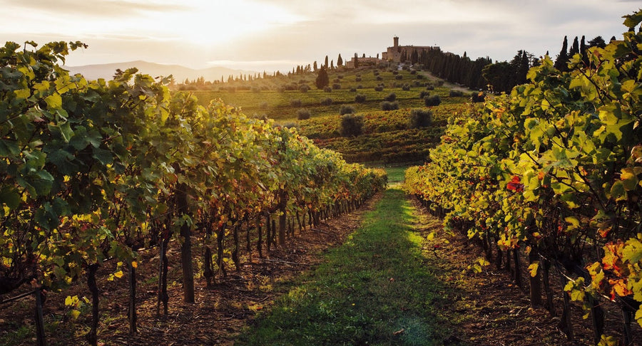 Casale del Giglio - Degustazione - WINERIES