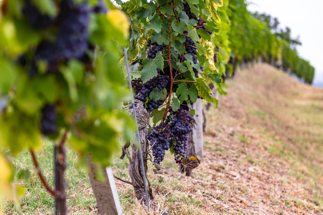 Cantina Bel Colle - Cru di Langa - Piemonte