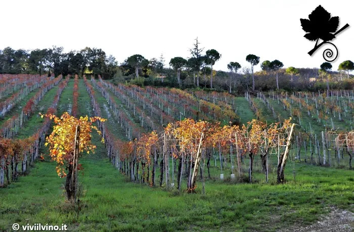 Terre di Serrapetrona - Vernaccia Nera di Serrapetrona Experience