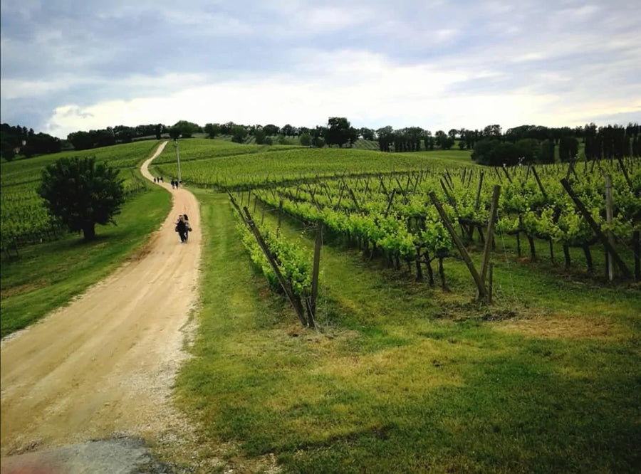 Arnaldo Caprai - MONTEFALCO LAND