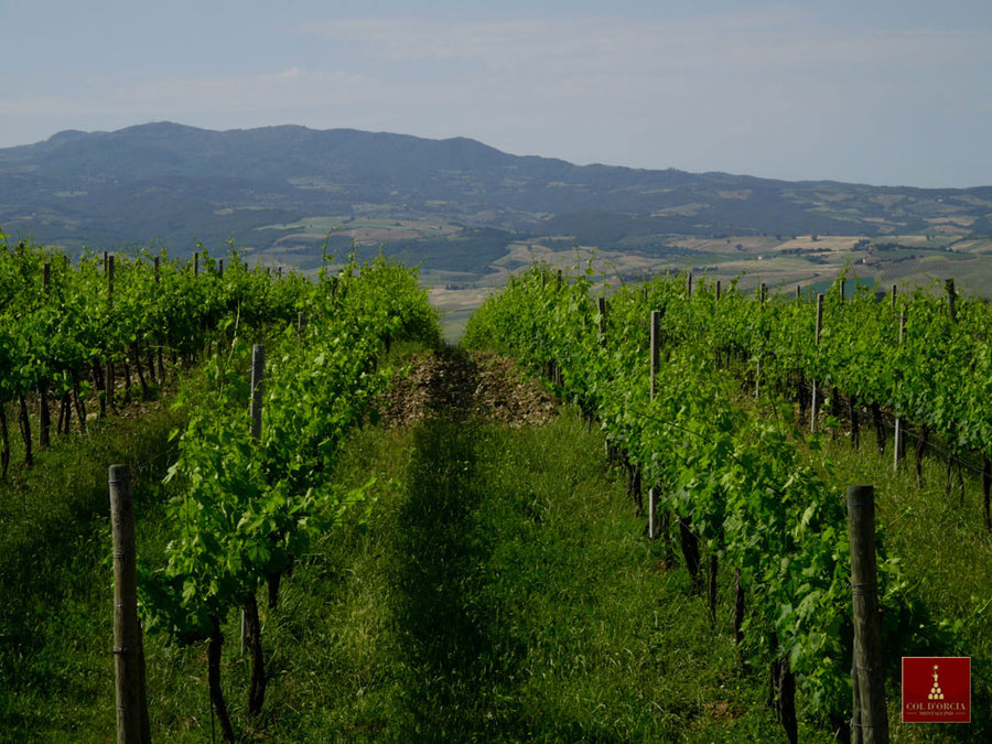 Col d'orcia - Degustazione di vino esclusiva