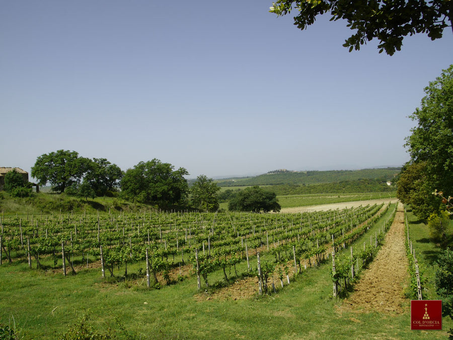 Col d'orcia - Degustazione di vino esclusiva