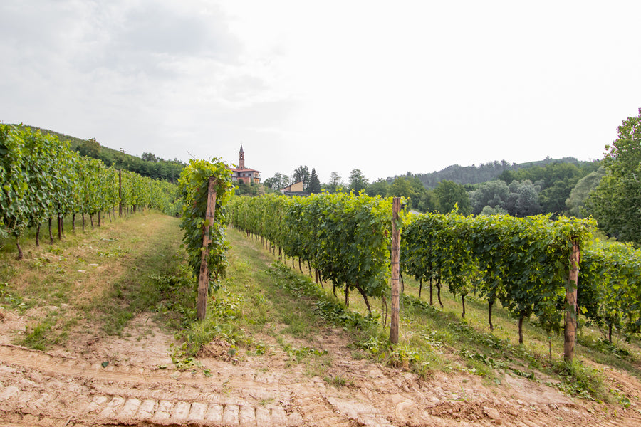 Poderi Moretti - Immersione in Langa e Roero - WINERIES