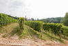 Poderi Moretti - Scopri il Roero