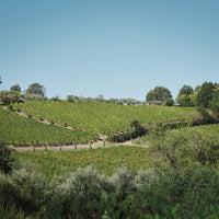 Joaquin - Scoperta dei Grandi Vini Joaquin con Pranzo della Tradizione Irpina