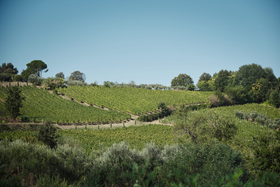 Joaquin - Scoperta dei Grandi Vini Joaquin con Pranzo della Tradizione Irpina