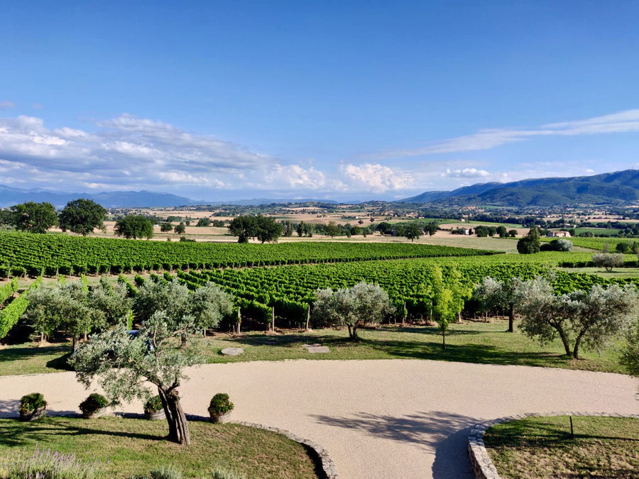 Cantina Perticaia - Wine Experience Exclusive - WINERIES