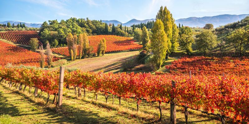 Soggiorno & Degustazione in Wine Resort - Umbria Umbria Umbria