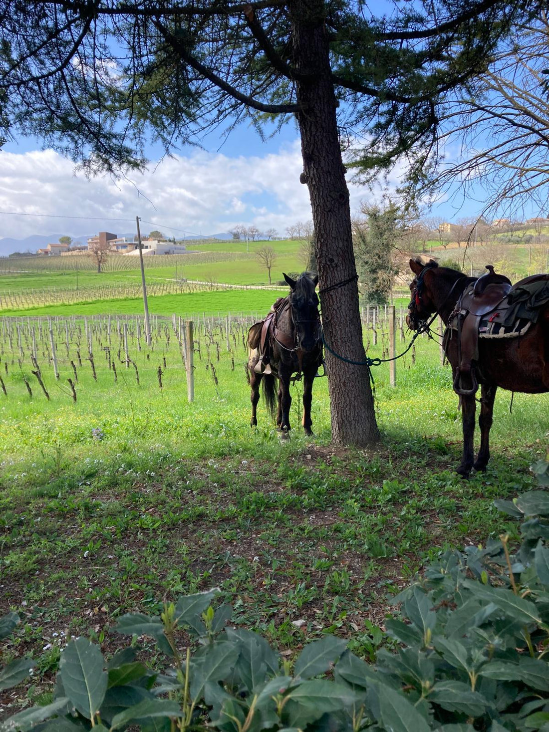 Cantina Napolini - Gold - WINERIES