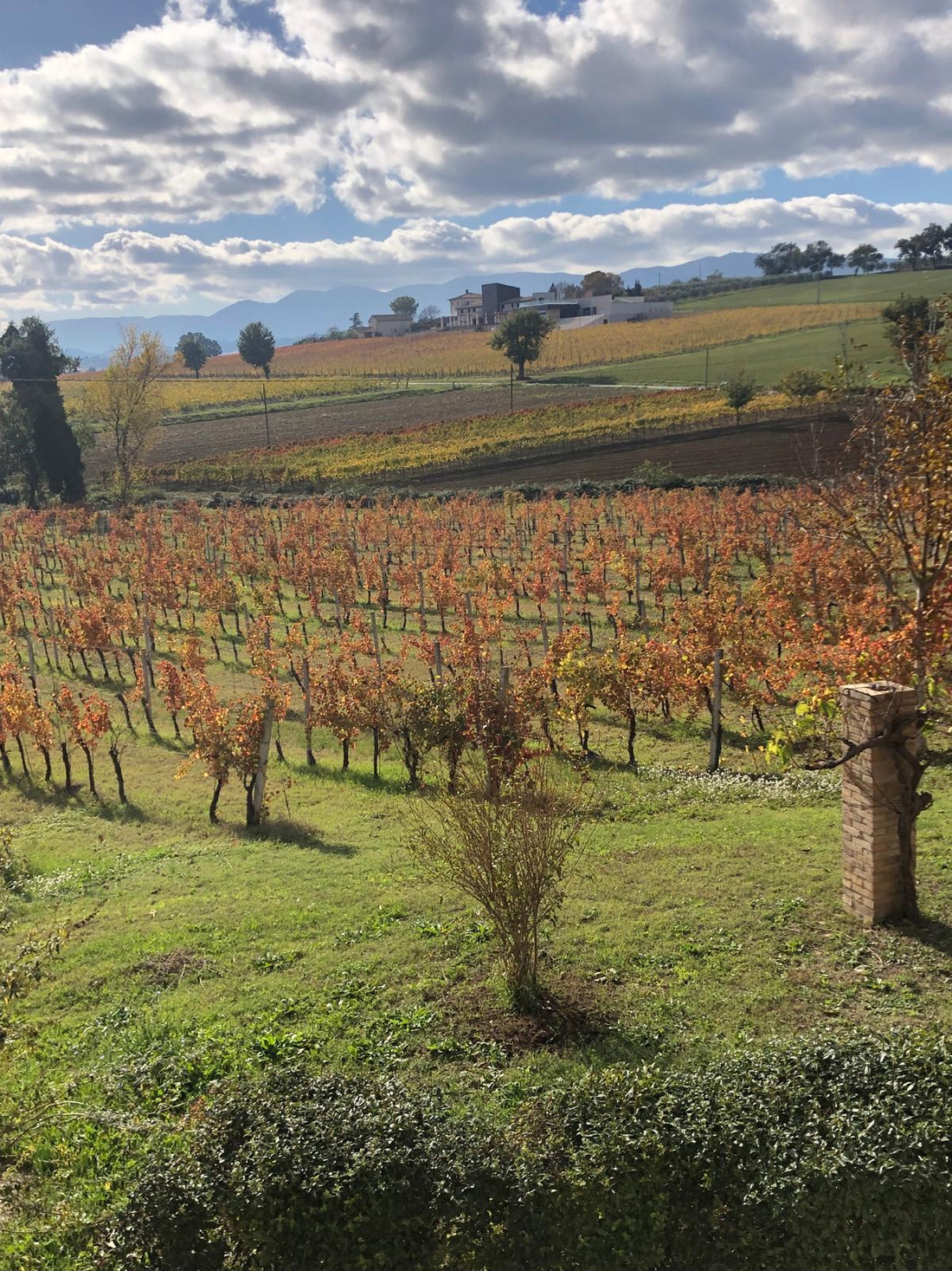 Cantina Napolini - Silver - WINERIES