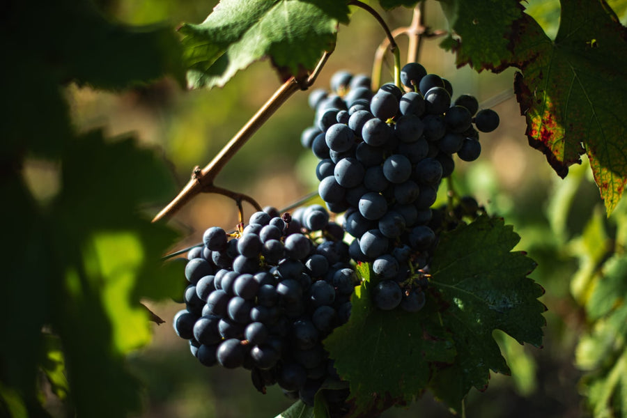 Cantina Dell'Erba - Degustazione 3 Vini e visita guidata - Piemonte