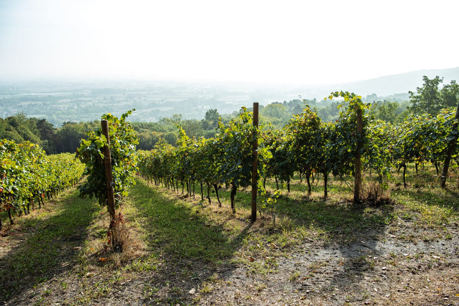 Cantina Dell'Erba - Degustazione 3 Vini e visita guidata - Piemonte