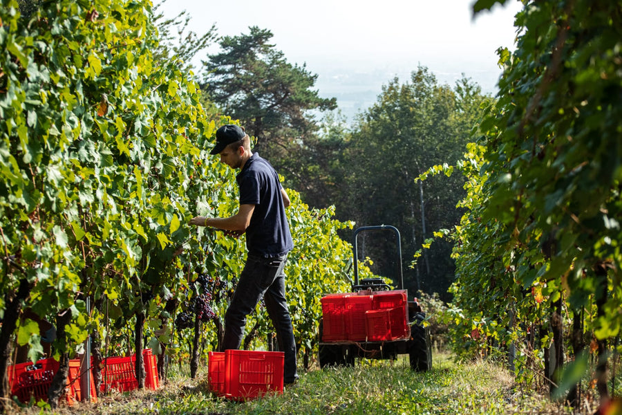 Cantina Dell'Erba - Degustazione 3 Vini e visita guidata - Piemonte