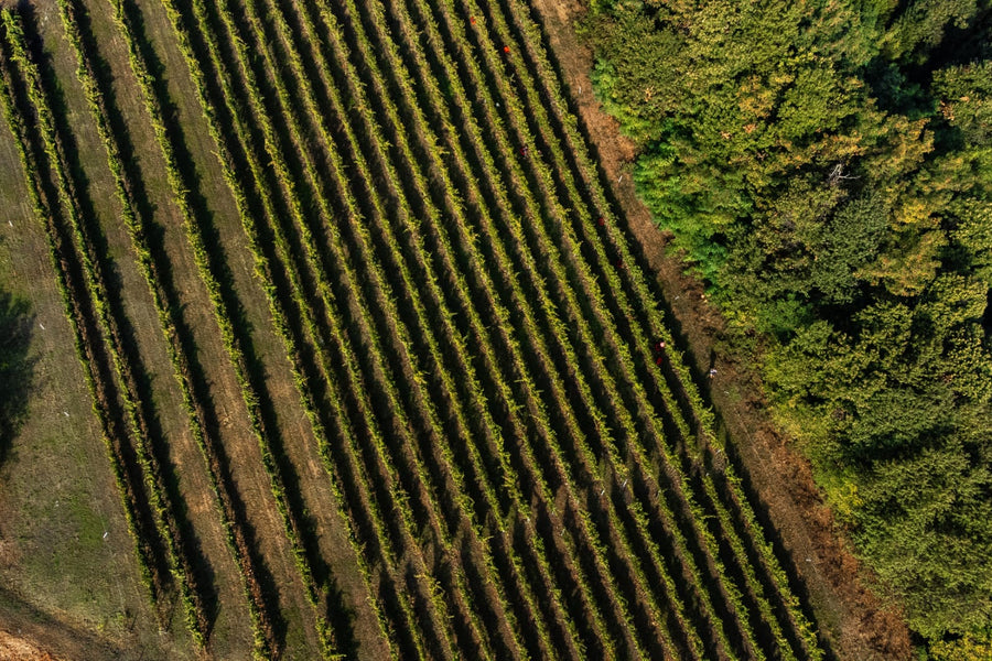 Cantina Dell'Erba - Degustazione 3 Vini e visita guidata - Piemonte