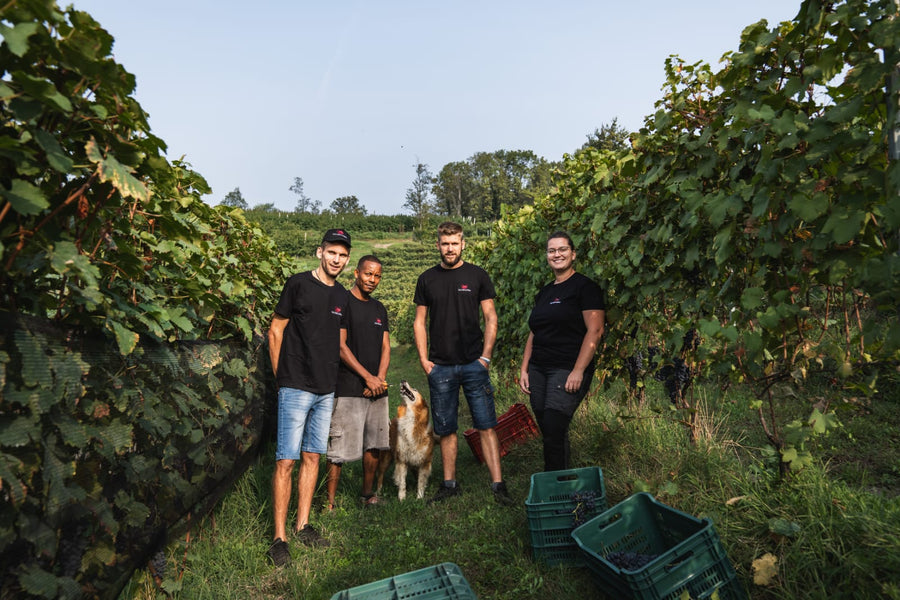 Cantina Dell'Erba - Degustazione 3 Vini e visita guidata - Piemonte