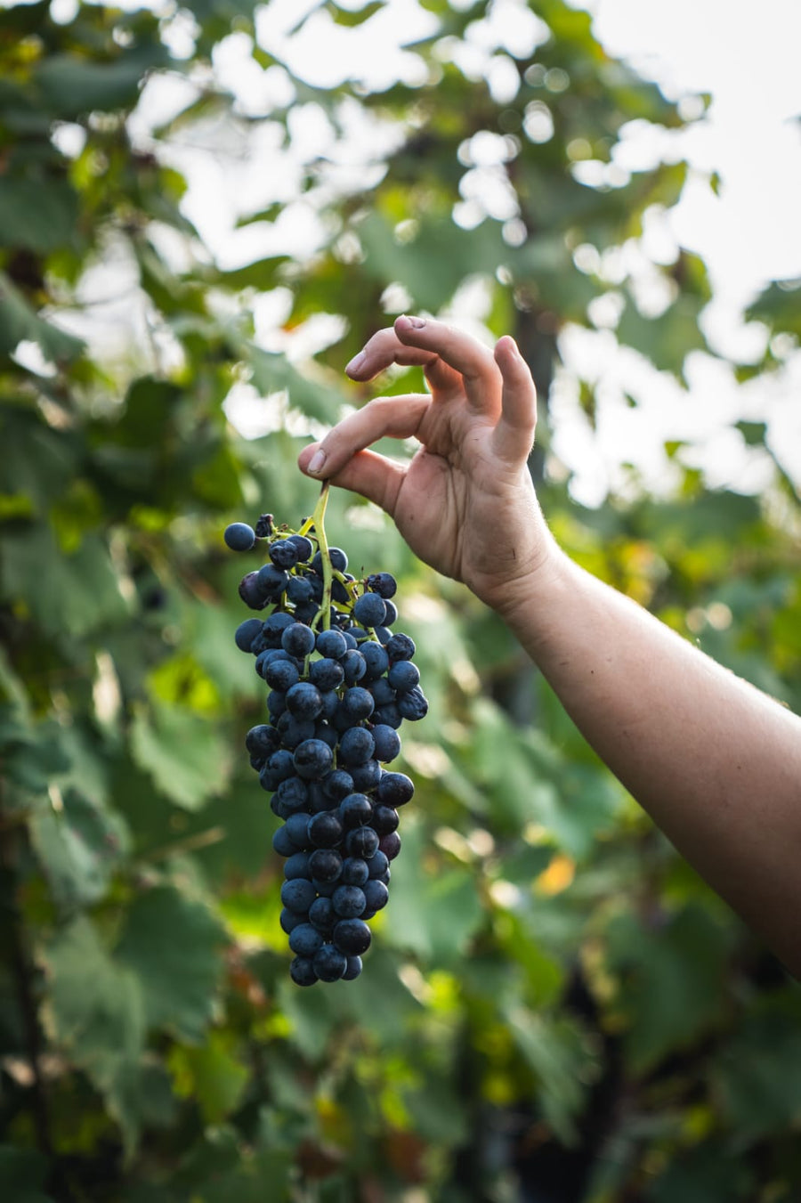 Cantina Dell'Erba - Degustazione 3 Vini e visita guidata - Piemonte