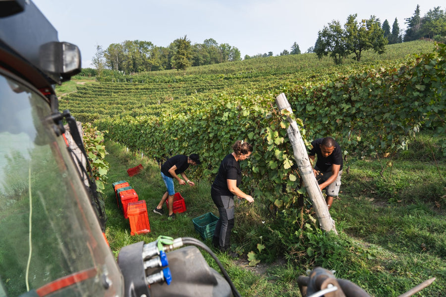 Cantina Dell'Erba - Degustazione 3 Vini e visita guidata - Piemonte