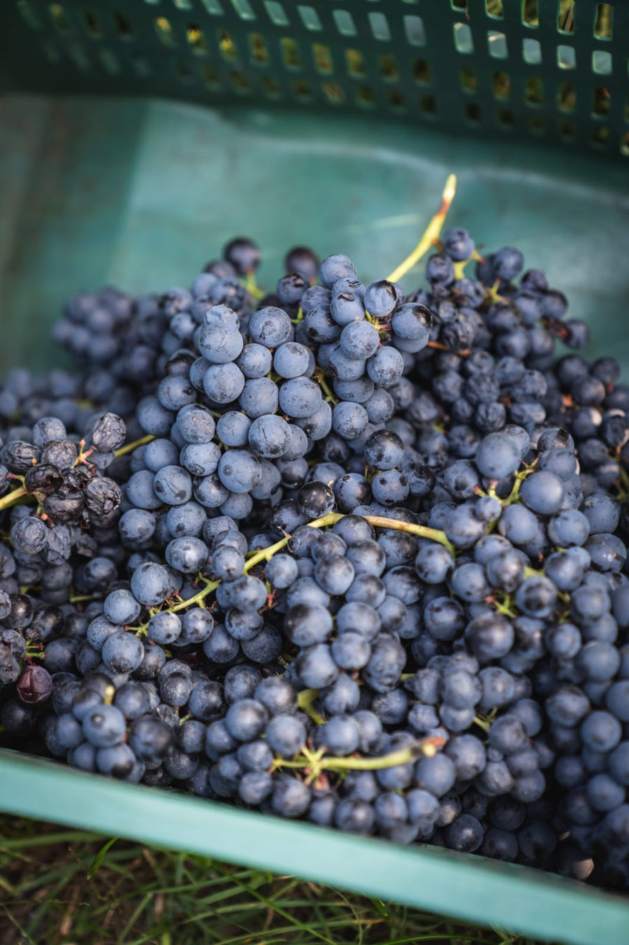 Cantina Dell'Erba - Degustazione 3 Vini e visita guidata - Piemonte