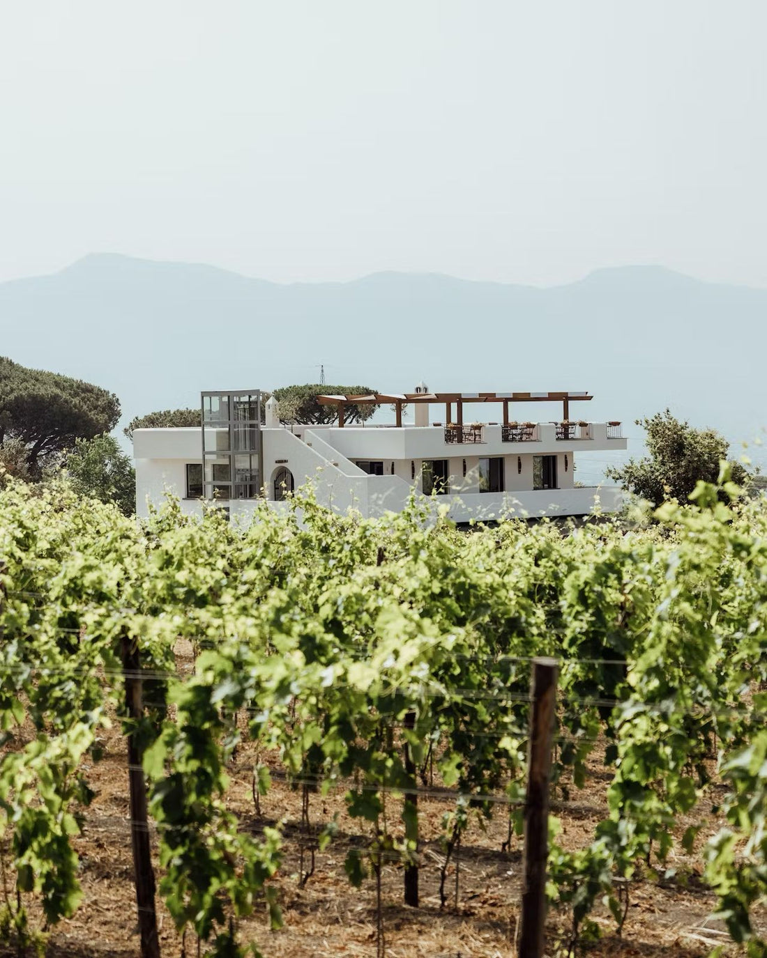 Cantina del Vesuvio - Degustazione 5 vini con Pranzo