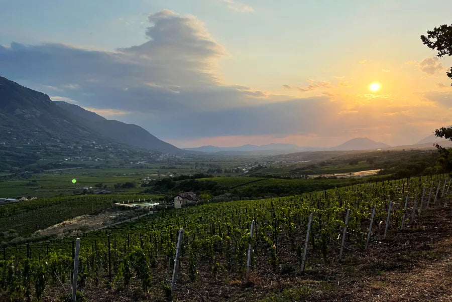 Pietreionne Wine experience Master Falanghina del Sannio in verticale