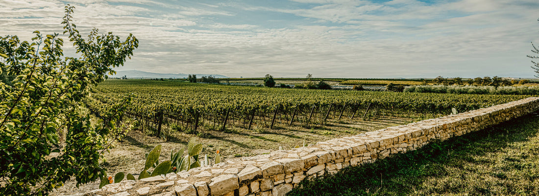 Tenuta Antinori Bocca di lupo - Degustazione di vino esclusiva