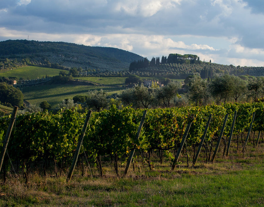 Tenuta Antinori Peppoli - Degustazione di vino esclusiva