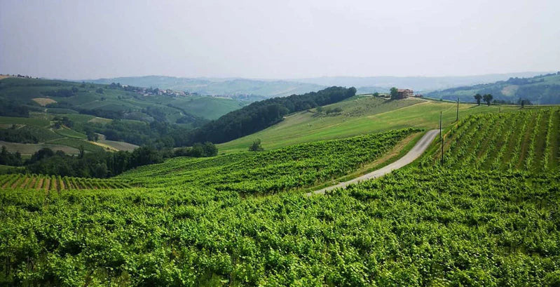 La Piotta - Degustazione 4 Vini