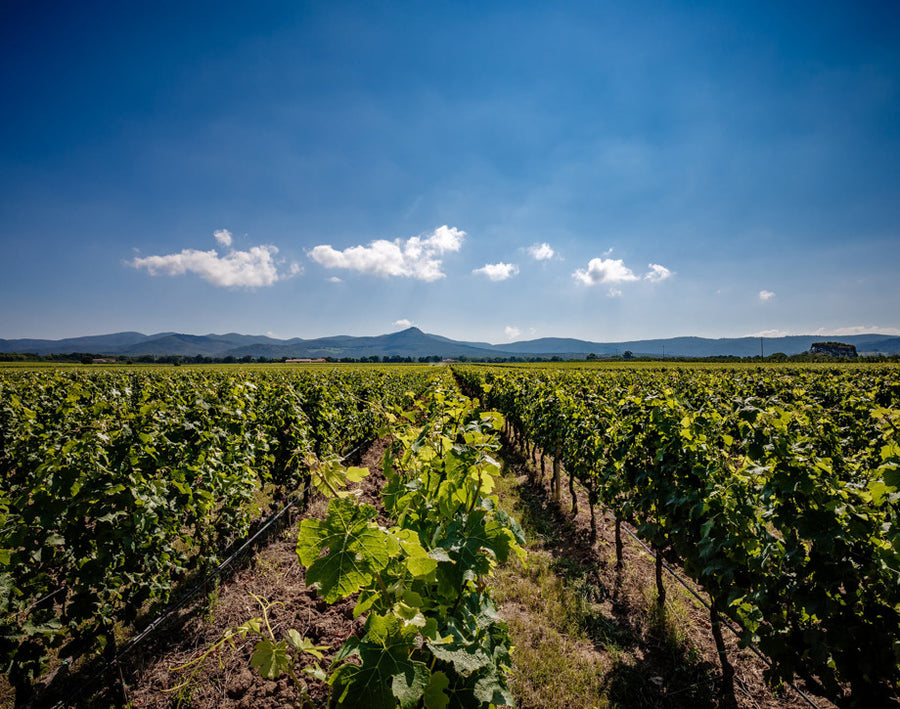 Tenuta Antinori Guada al tasso - Degustazione di vino esclusiva