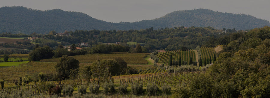 Tenuta Antinori Montenisa - Degustazione di vino esclusiva