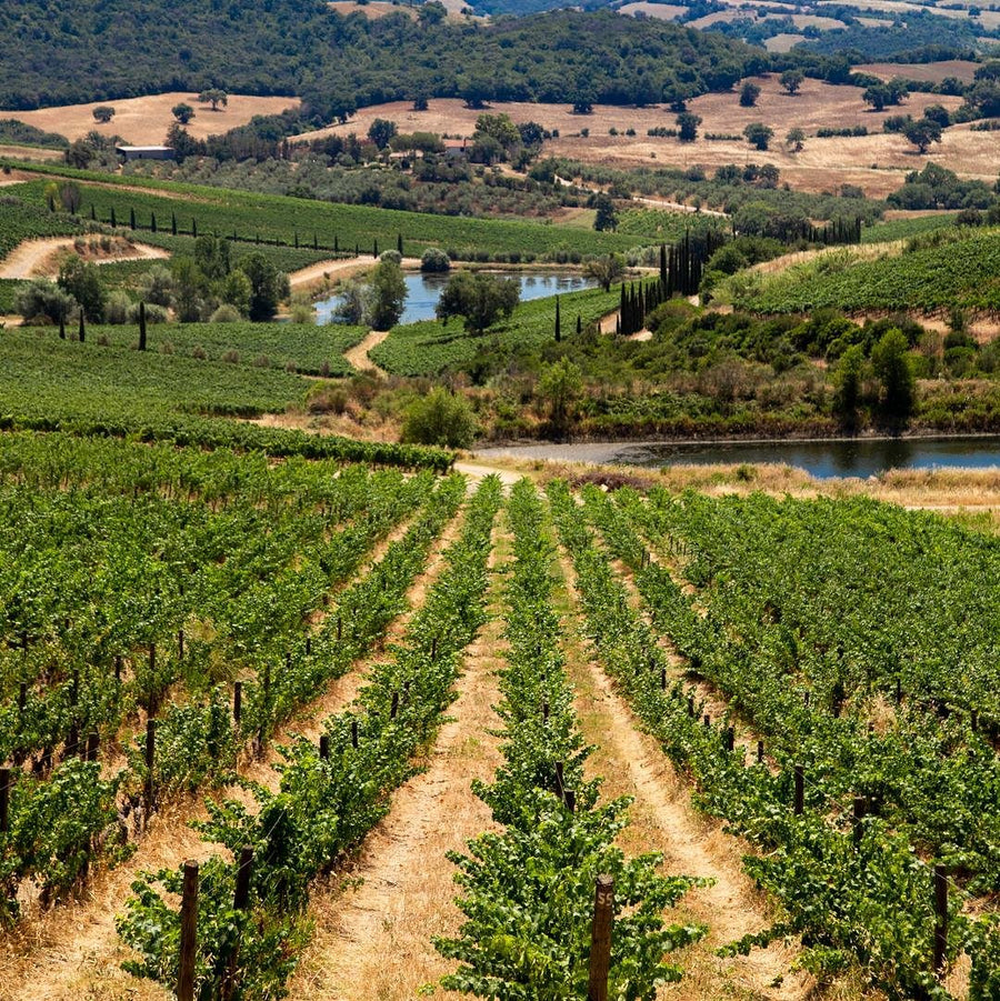 Mazzei Tenuta Belguardo - Degustazione di vino esclusiva