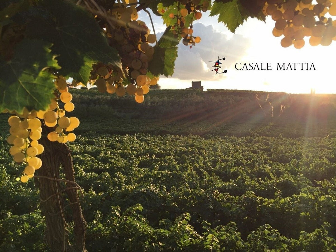 Casale Mattia - Degustazione 2 vini - Lazio