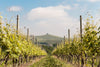 Cascina Pugnane - Cena in vigna