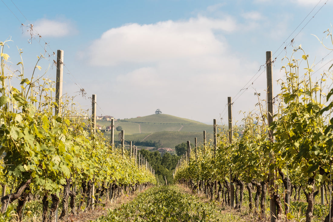 Cascina Pugnane - Cena in vigna Piemonte Cascina Pugnane