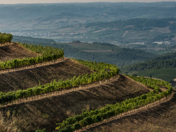 Tenute Antinori Castello della sala - Degustazione di vino esclusiva