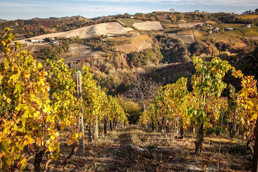 Simone Cerruti Winery - Degustazione 6 Vini - Piemonte