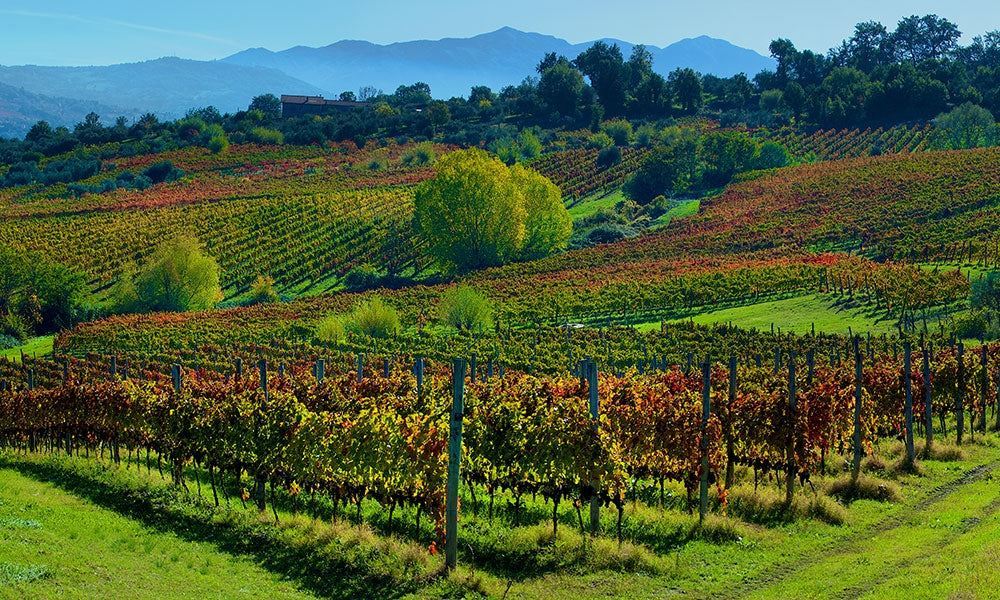 Mastroberardino - Degustazione di vino esclusiva